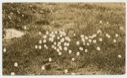 Image of Cotton grass- Bog cotton.